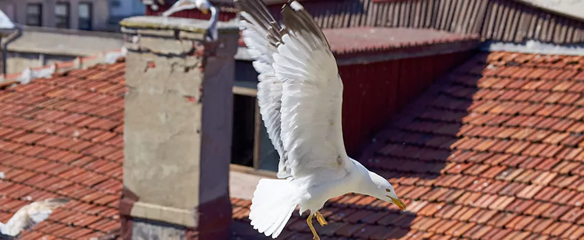 Residential Chimney Animal Removal Solution in Fort Wayne, IN